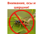 Об уничтожении ос и шершней